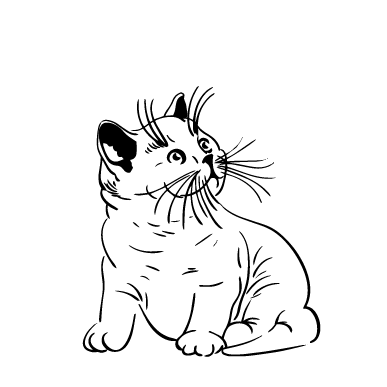Кошеня 1